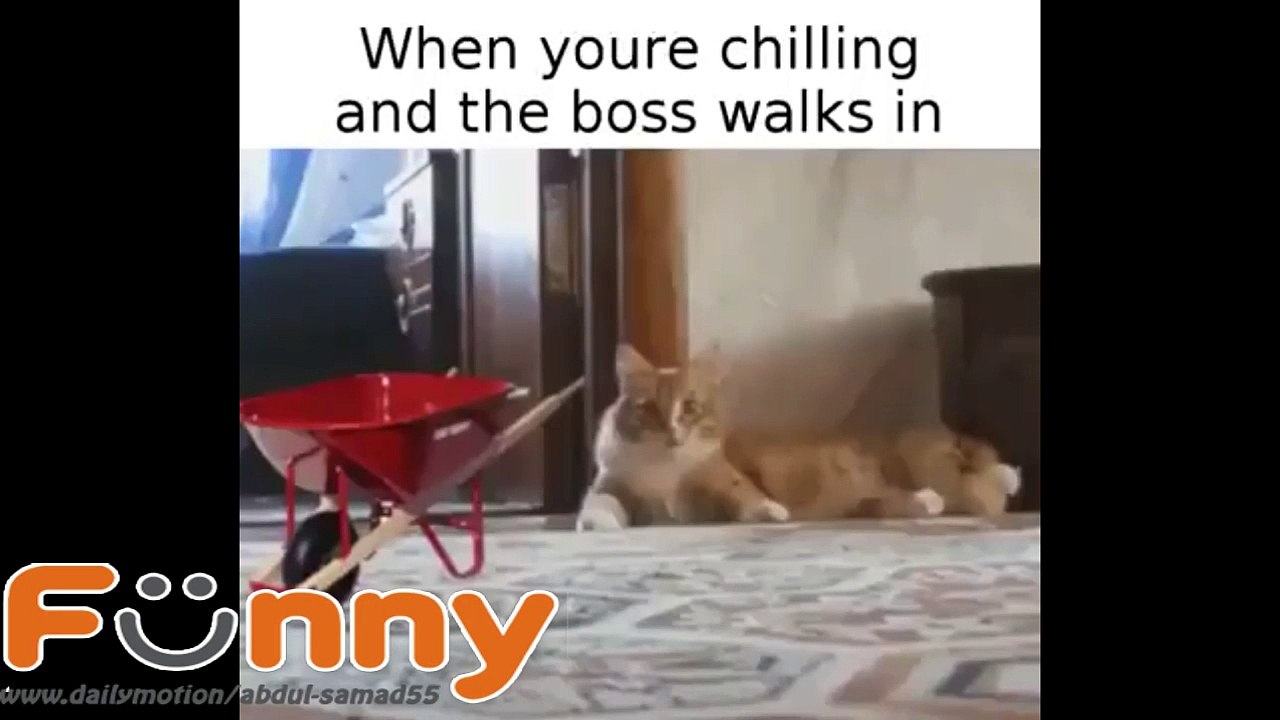funny cat