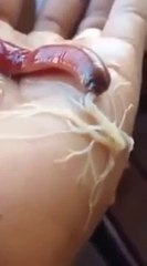 What This Worm Is Trying To Do To A Human Hand Is Guaranteed To CREEP You Out!