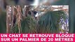 Un chat se retrouve bloqué sur un palmier de 20 mètres ! Plus d'infos dans la minute chat #102