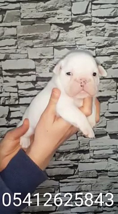İngiliz Bulldog Yavru 05412625843
