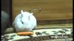 Hamster steals a carrot from a Rabbit! So Sweet!_Mix Maza 2016