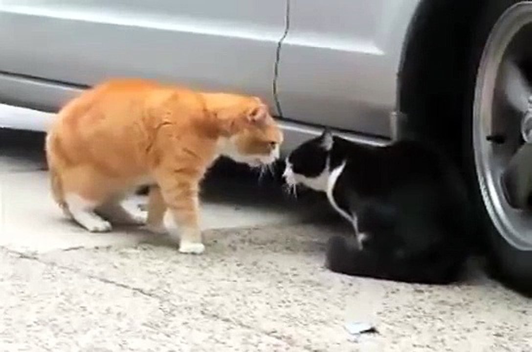 Funny Cat Videos - 6