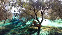 La récolte des olives à Piégon