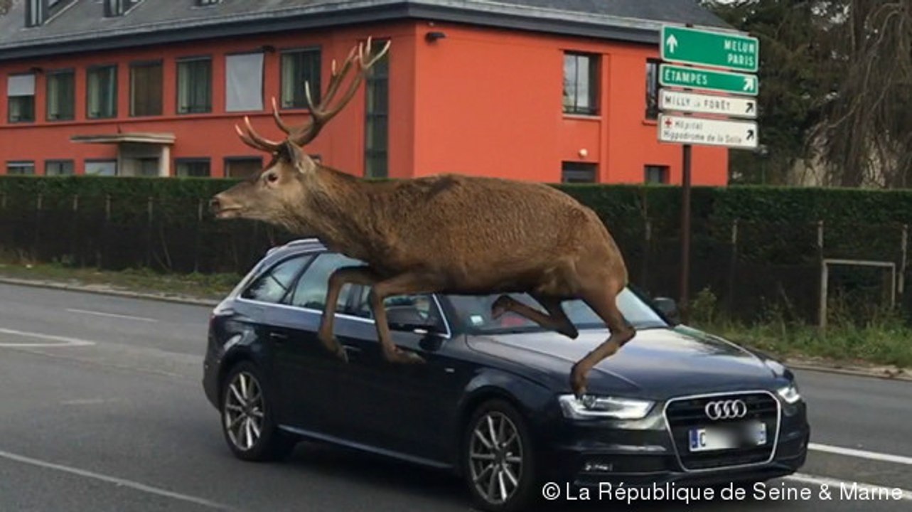 Un cerf traverse Fontainebleau et saute par-dessus une voiture