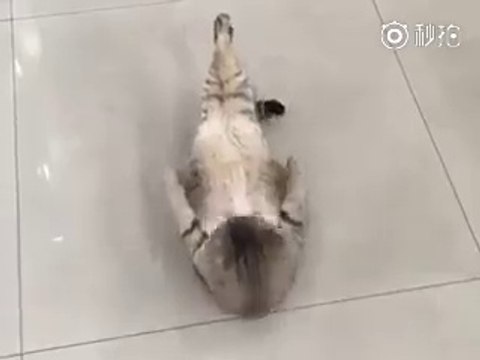 Cat exercise kerty huway kia kamal ki video hy