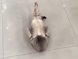 Cat exercise kerty huway kia kamal ki video hy