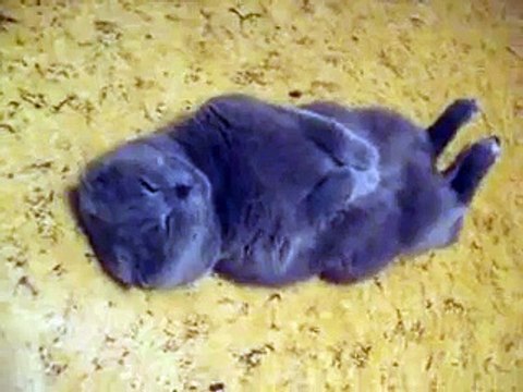 Лежу никого не трогаю