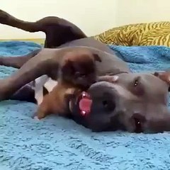 Vicious puppy attack caught on film._Mix Maza 2016