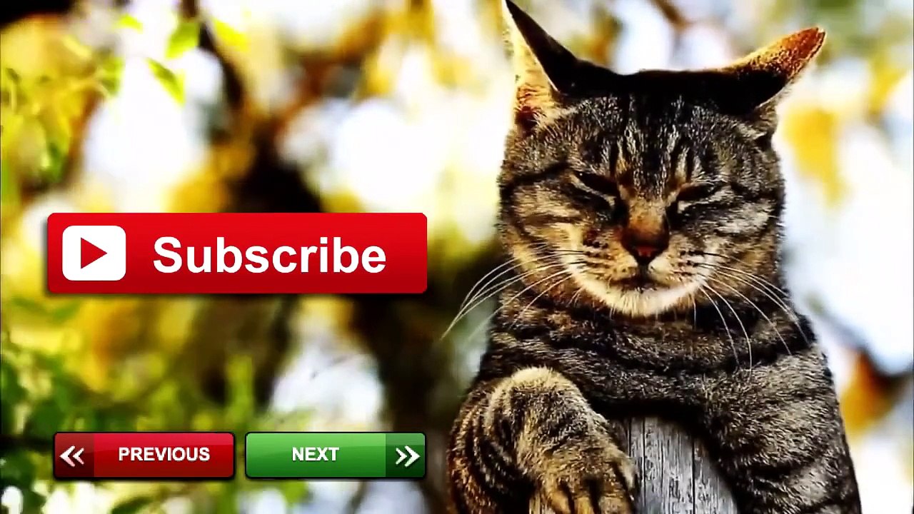 BEST FUNNY Cats & Dog Fails 2014 Top ANIMALS COMPILATION