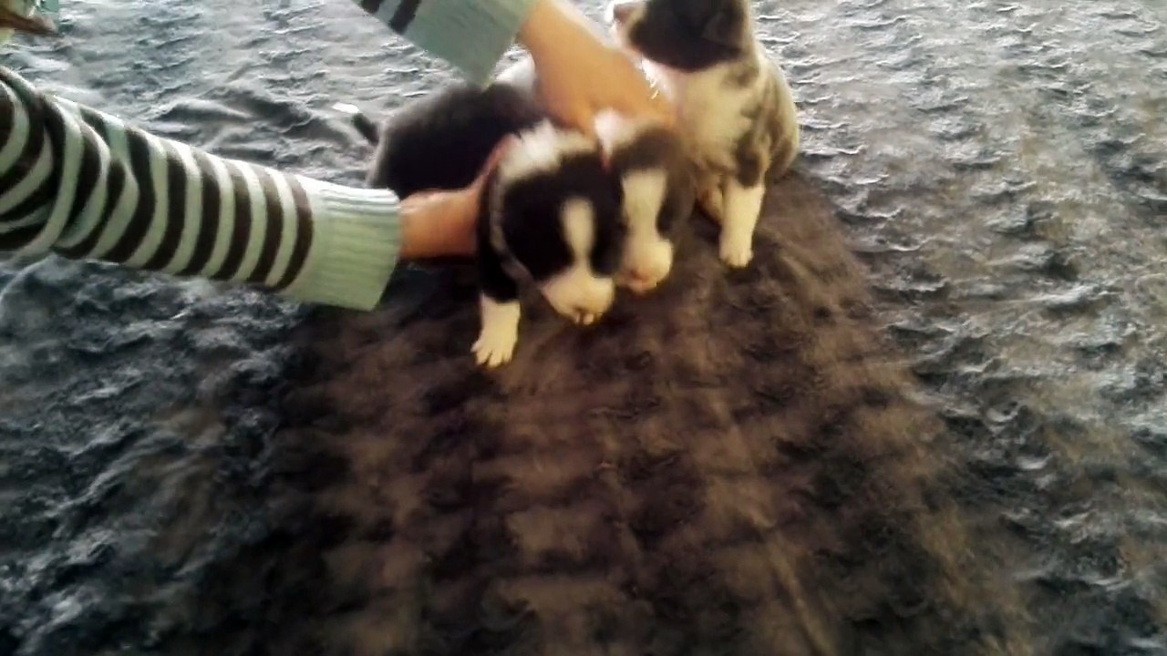 ISIS, HORUS Y ANUBIS