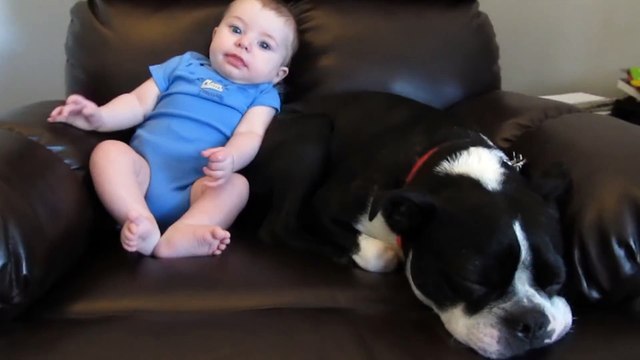 Ce bébé fait caca dans ses pantalons, regardez la réaction du chien!