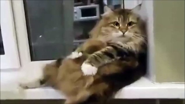Котик трогает сам себя
