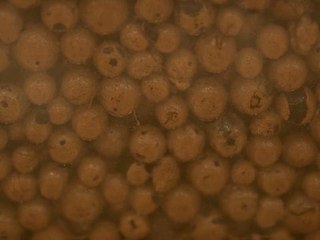 Grove Ecosistema - Grow Fresh Food en su hogar por Grove - Kickstarter