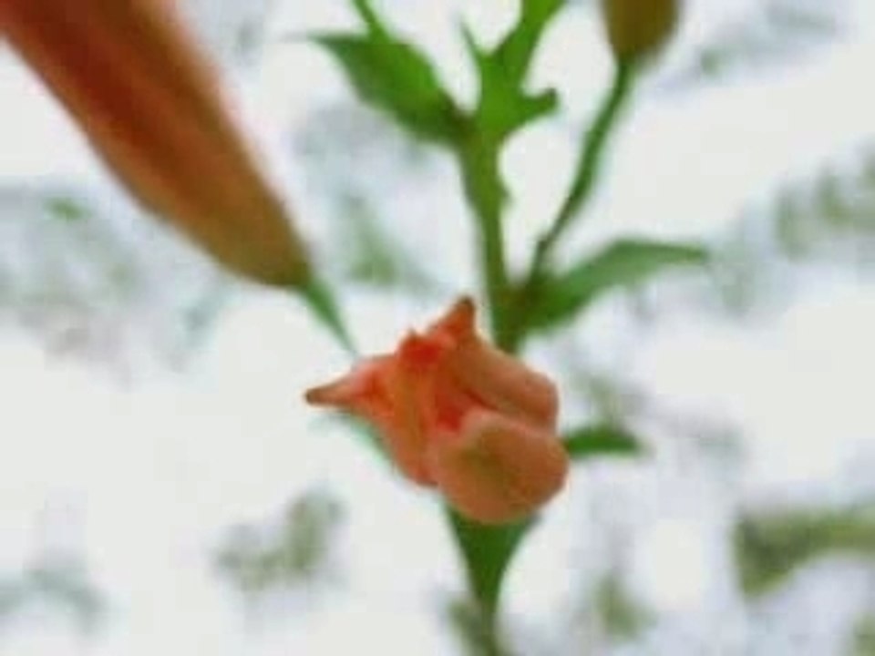 Pub Euflorie Fleurs Chantent