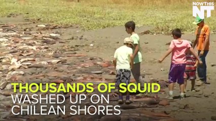 Thousands of Squid Washed Up On The Shore Of Chile