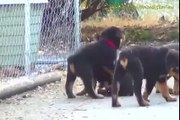 Cute Rottweiler Puppies Playing Together.