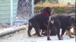 Cute Rottweiler Puppies Playing Together.