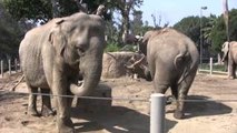 Animal Life Video: Elephants in Zoo (Elephant Video)