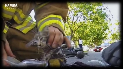 animales y personas extraordinarias 4