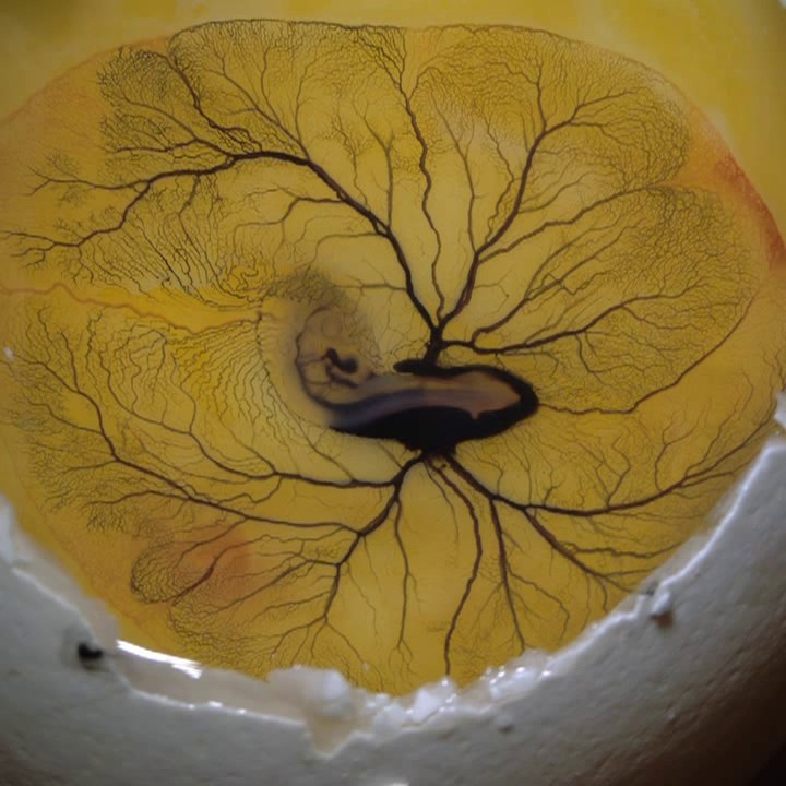 Injecting Ink into chick embryo gives beautiful pattern