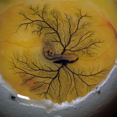 Injecter de l'encre dans des embryons de poussin - Magique