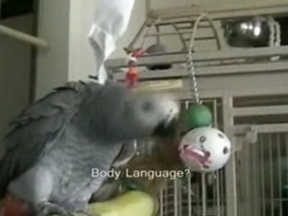 Parrot speaks 12 langueges