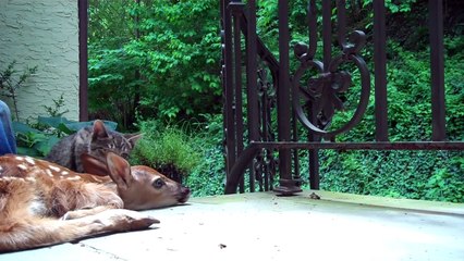 Kitten excited to see baby deer on the front porch