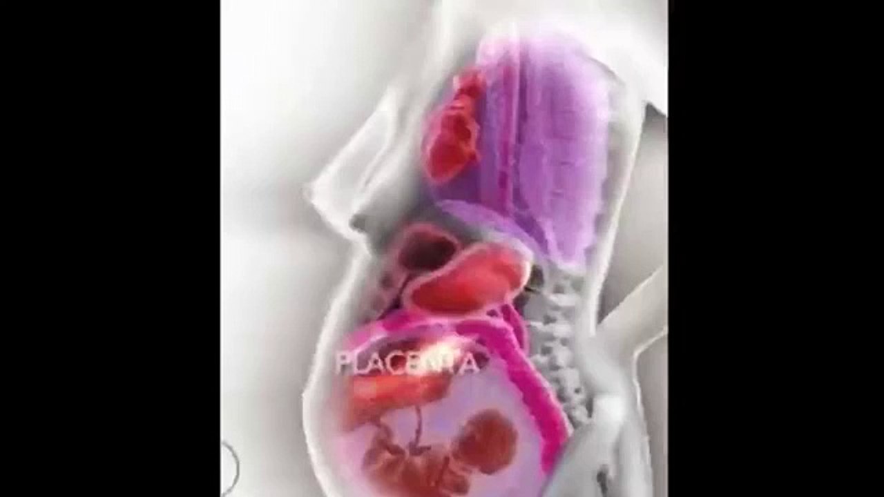 سبحان الله شاهد ماذا يحدث داخل جسم المرأة أثناء فترة الحمل