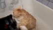 Trop gros pour sortir de la baignoire - Pauvre chat
