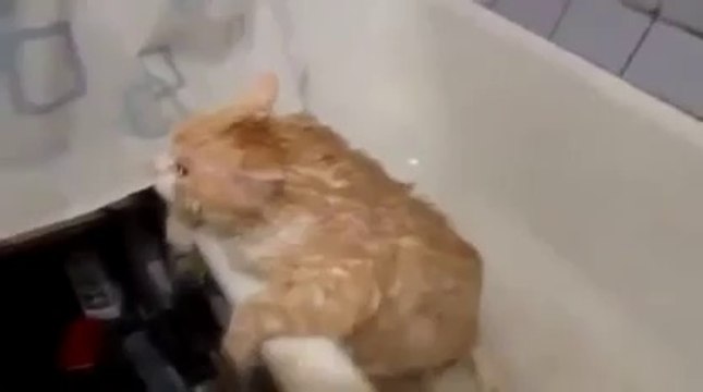 Trop gros pour sortir de la baignoire - Pauvre chat