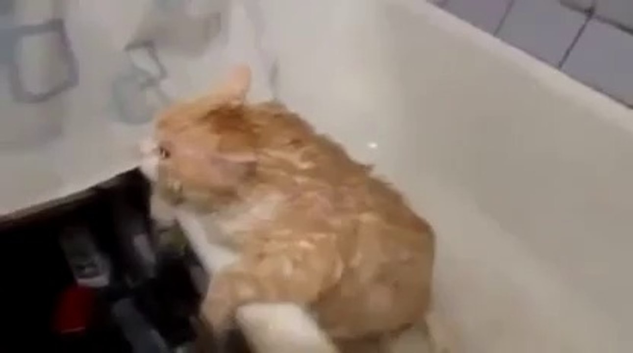 Trop gros pour sortir de la baignoire - Pauvre chat