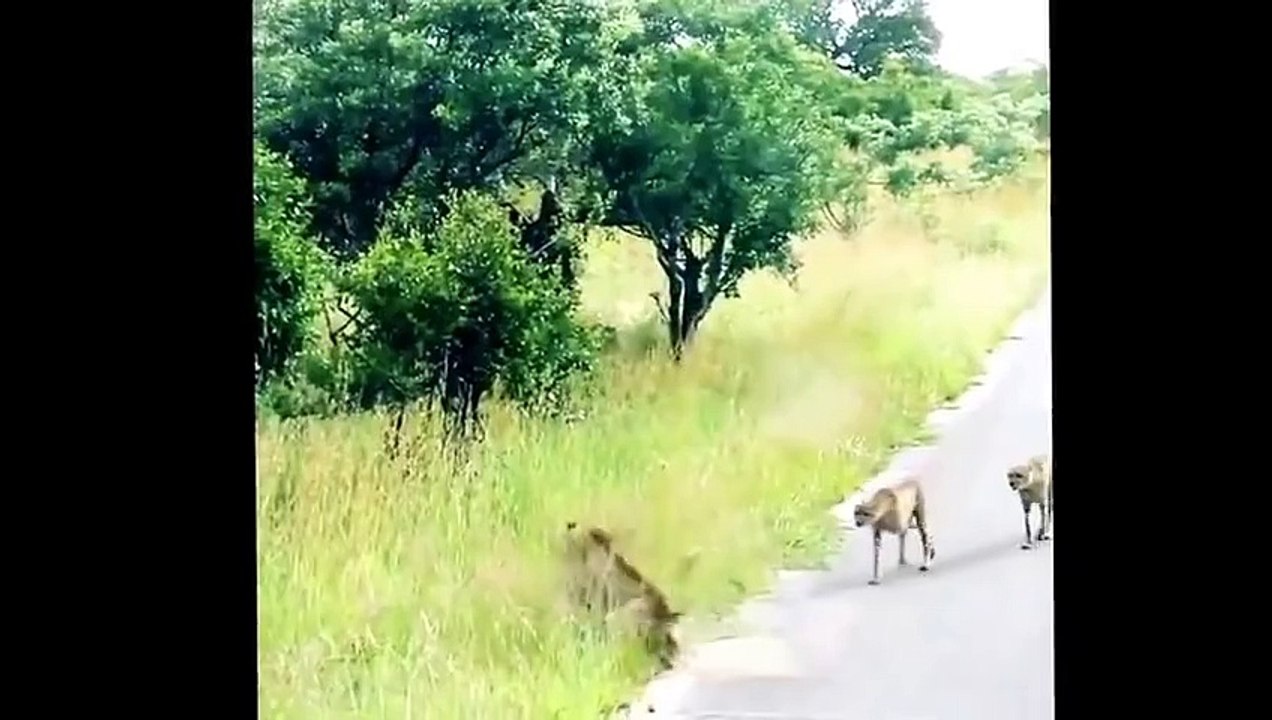 Funny Animals Compilation 2015 (official)