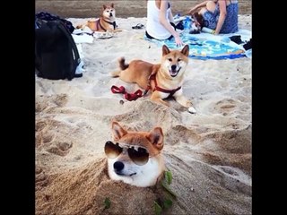 Funny & Cute Animals 2015 !!! TRY NOT TO LAUGH ;-) Funny Video Clips