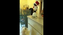 Dog Dancing with Toy Dog