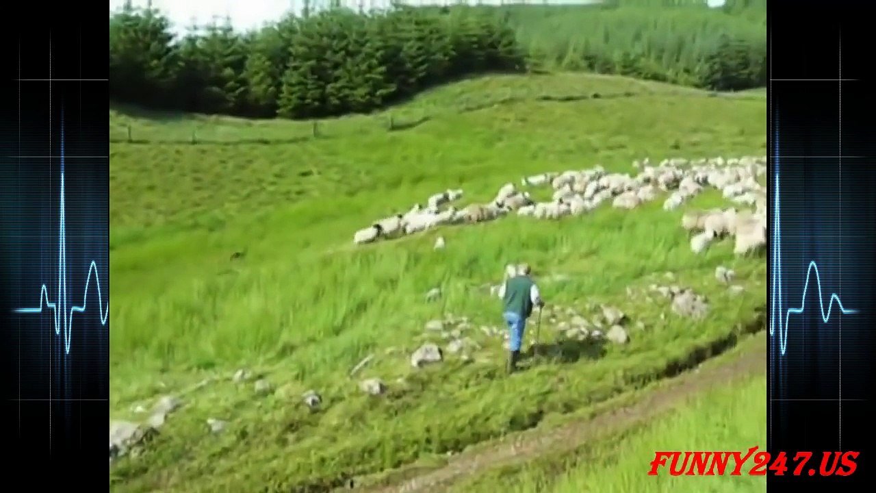 Dogs Herding Sheeps Compilation 2015