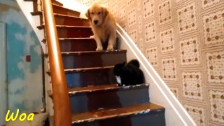 Dog Scared of Walking Past Cat You Shall Not Pass!