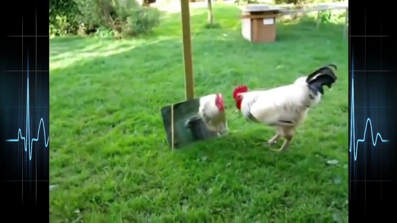 Funny Animal Reaction When In Front Mirror