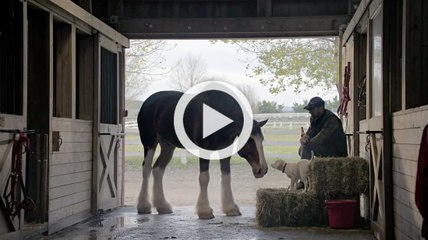 Budweiser- Amistad entre caballo y perro