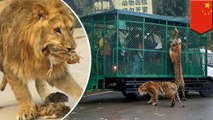 Chinese zoo sends guests out in cages to feed lions, tigers and bears