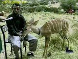 The wild pet _ Ethiopian wild animal living with humans