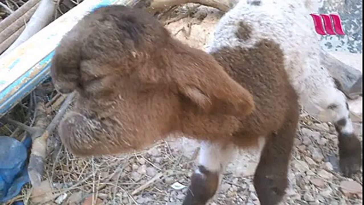 قفصة : ولادة حمل بملامع عجيبة صبيحة اليوم