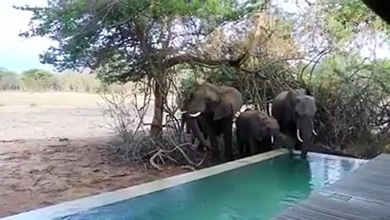 Early morning surprise in backyard