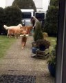 Golden Retrievers retrieved the groceries