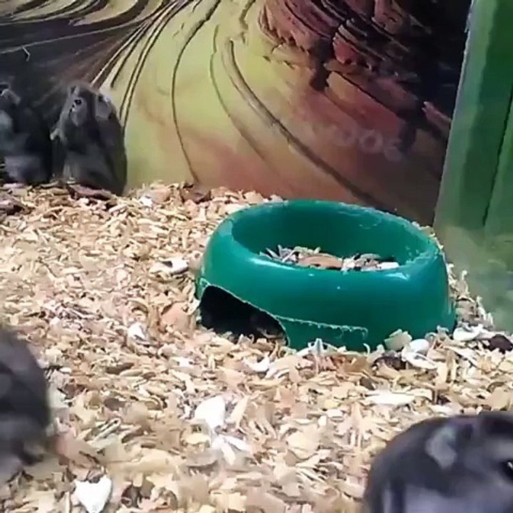 I think this hamster is broken