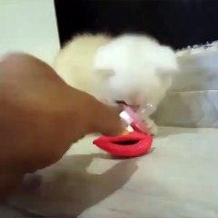 Kitten doesn't like to share his favourite toy