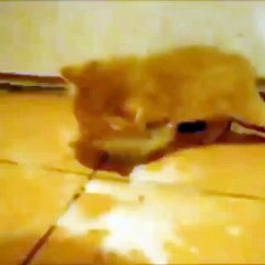 Kitten goes crazy for milk