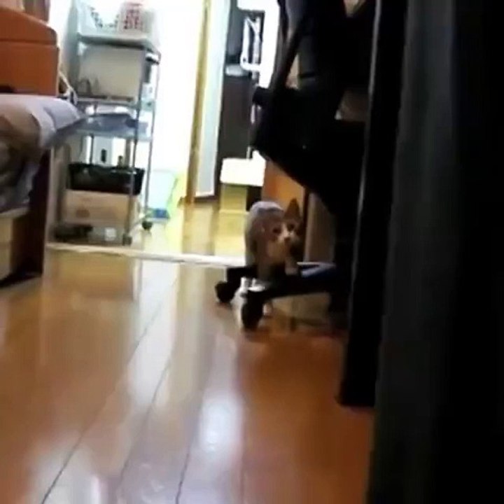 Stalking cat