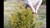 Demo on...Trimming Your Green Giant Arborvitae