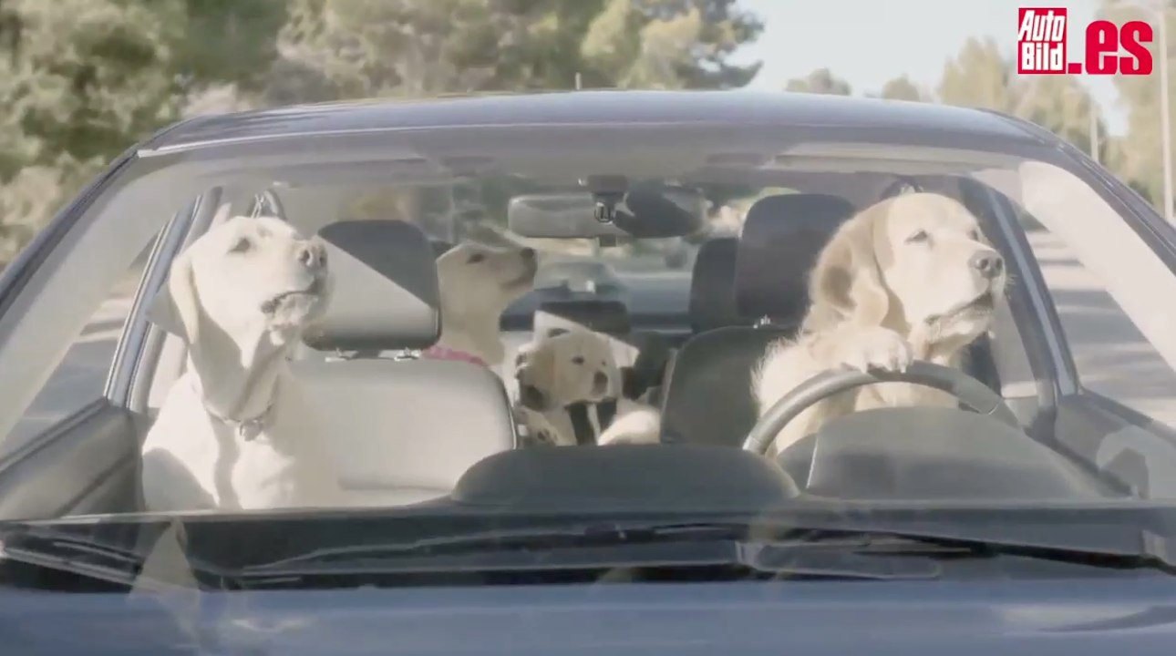 Anuncio perros Subaru