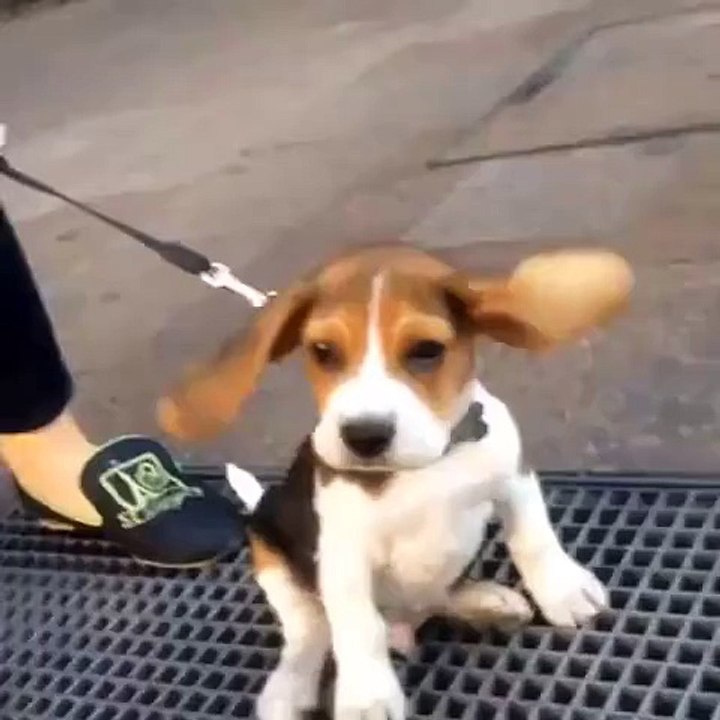 Beagle Monroe
